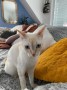 Phoebe (4)